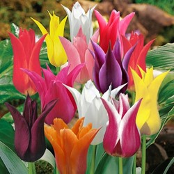 Tulipano a fior di giglio mix (Tulipa)