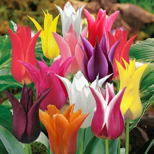 Tulipano a fior di giglio mix (Tulipa)