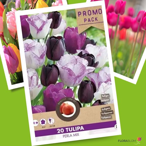 Mix di Tulipani, Negrita, Regina della Notte & Shirley