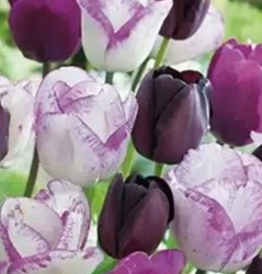 Tulipani Perla mix - Tulipa