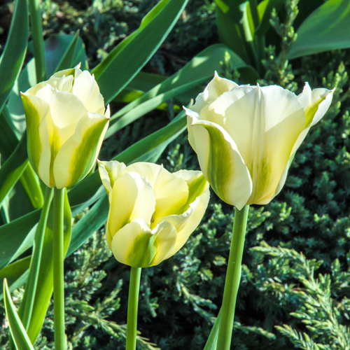 Tulipano Spring Green - Tulipa viridiflora