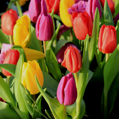 Assortimento Tulipano Triumph