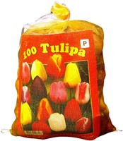 Tulipano Triumph Mix (Confezione grande) - Tulipa
