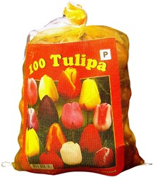 Tulipano Triumph Mix (Confezione grande) - Tulipa