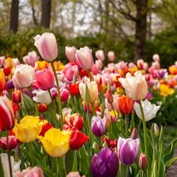 Bulbi di Tulipani