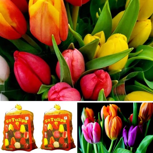 100 Tulipani Darwin Mix (2x Confezione XL)