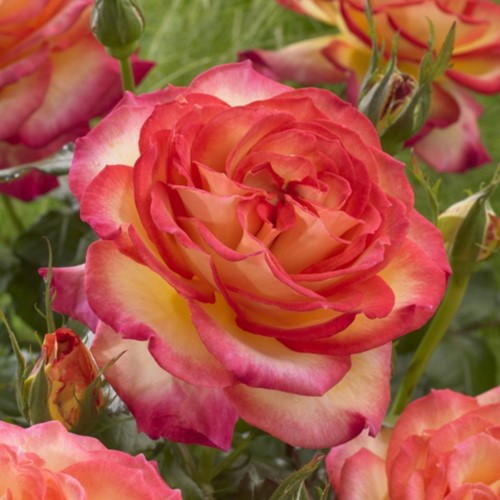 Rosa Two Colors – Rosaio
