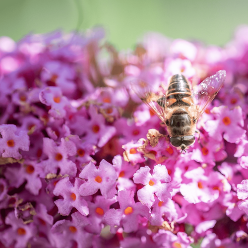 Buddleja davidii Pink Delight - Albero delle Farfalle