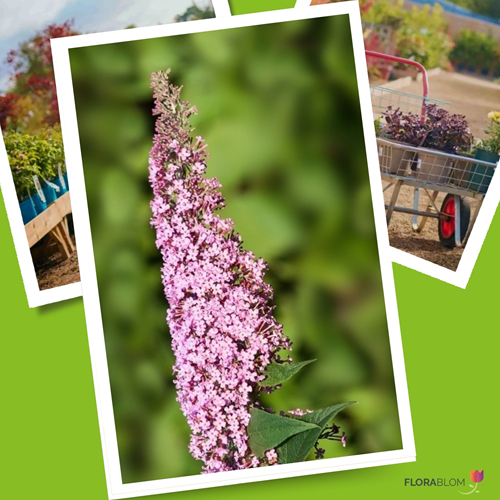 Buddleja davidii Pink Delight - Albero delle Farfalle-2