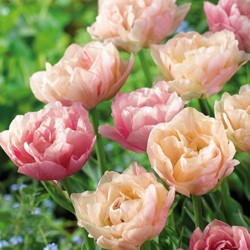 Tulipani Double Magic Tulip - Tulipa silk road