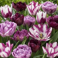 Tulipani Riviera mix - Tulipa double