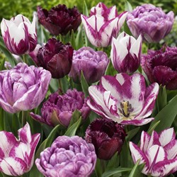 Tulipani Riviera mix - Tulipa double
