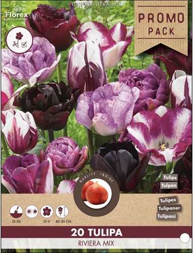 Tulipani Riviera mix - Tulipa double-2
