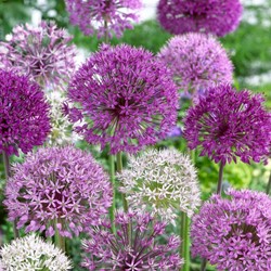 Allium Deco Mix - Aglio ornamentale