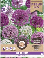 Allium Deco Mix - Aglio ornamentale-2