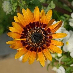 Venidium Prince of Orange (Afrikaanse Goudsbloem)