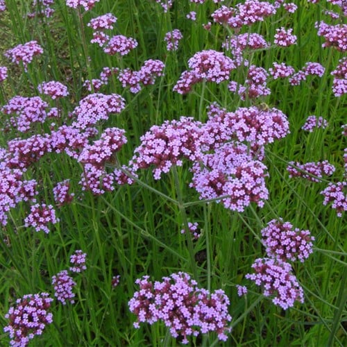 Verbena - Verbena bonariensis