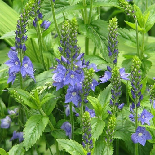 Veronica ‘Royal Blue’ - Veronica Austriaca