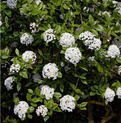 Viburno - Palla di Neve 'Anne Russell' (Viburnum)