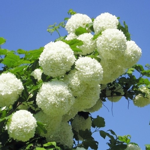 Viburno Snowball - Viburnum