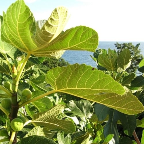 Fico Brown Turkey - Ficus Carica-2
