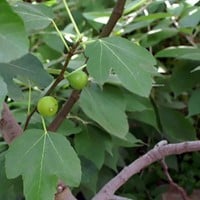 Fico Brown Turkey - Ficus Carica