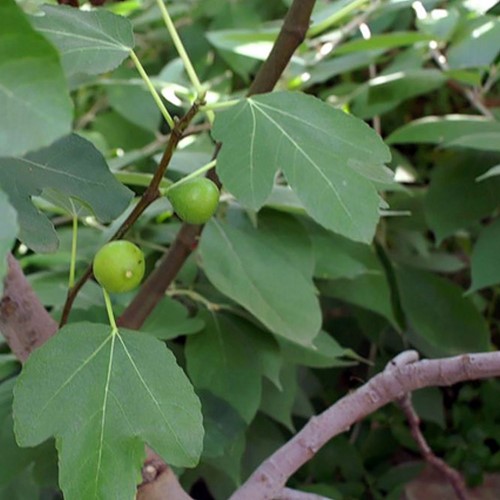 Fico Brown Turkey - Ficus Carica