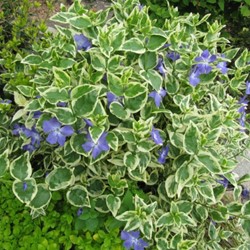 Vinca Major Variegata