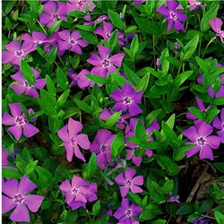 Pervinca Minore 'Atropurpurea' (Vinca minor)