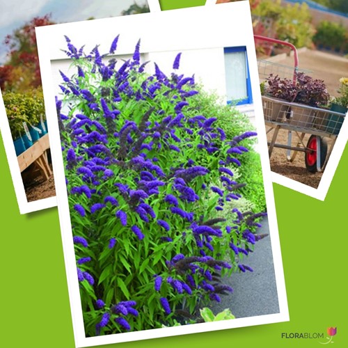 Buddleja Blu - Albero delle Farfalle