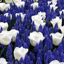 Bulbi Fiori Perenni da Esterno - 20 Bulbi Tulipani Double Violet Passion - Piante e fiori esclusivi dall'Olanda - per giardino, vasi e balcone (senza semi, non artificiali