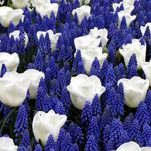 Assortimento Bulbi da Fiori blu e bianco di Primavera