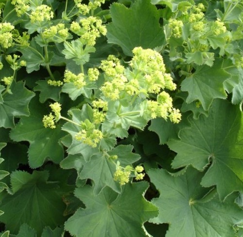 Erba Stella (Alchemilla Mollis) ( (Confezione da 6)