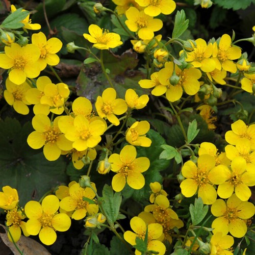 Waldsteinia (Waldsteinia Ternata) (Confezione da 6)
