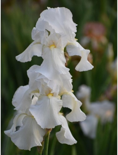 Iris Germanica White Knight - Giaggiolo paonazzo