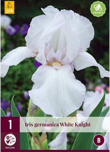 Iris Germanica White Knight - Giaggiolo maggiore 