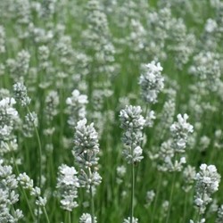 Lavanda Alba - Lavandula angustifolia (Confezione da 6)
