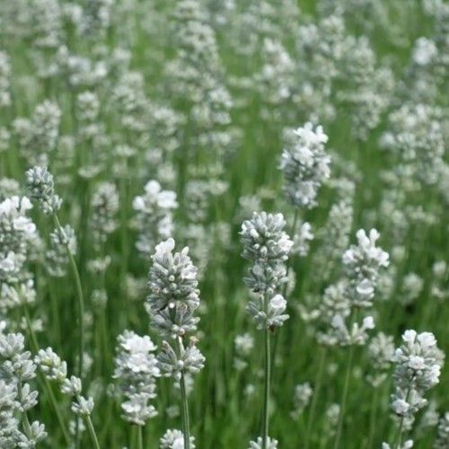 Lavanda Alba - Lavandula angustifolia (Confezione da 6)