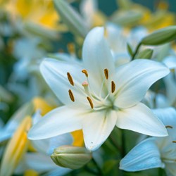 Bulbi Di Giglio Bulbo Fiore Lilium Piante Bulbi Bulbi A Fioritura Estiva Giglio Gigante Forte Crescita