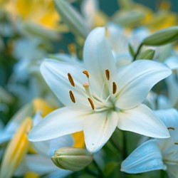 Aziatische Lelie Wit - Lilium asiaticum
