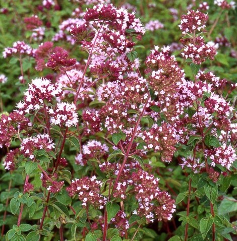 Origano (Origanum vulgare)