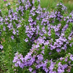 Santoreggia (pianta da contenitore) (Satureja montana)