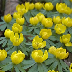 Piè di gallo - Eranthis hyemalis