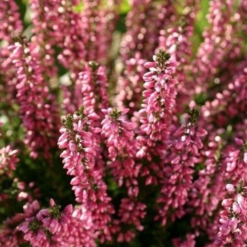 Erica Darleyensis ‘Ghost Hills’ (Confezione da 6)