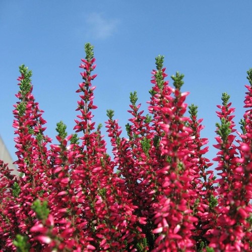 Erica Darleyensis ‘Kramer’s Rote’ (Confezione da 6)