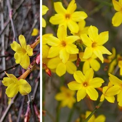 Winterjasmijn - Jasminum nudiflorum