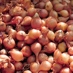 Bulbi di cipolla invernale Allium Presto