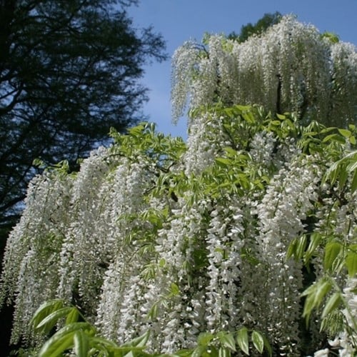 Glicine Alba - Wisteria floribunda