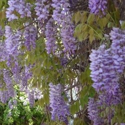 Glicine cinese - Wisteria sinensis