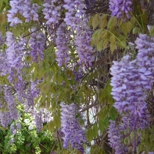Glicine - Wisteria sinensis